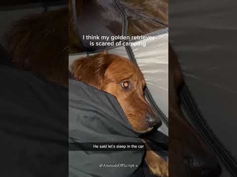 The dogs have cancelled next year’s trip #dog  #animals #camping #fail