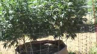Orange Hill Genetics Outdoor Pot Garden