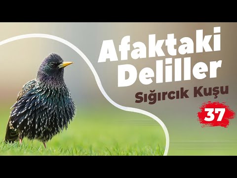 Video: Bir Sığırcık Nasıl çizilir