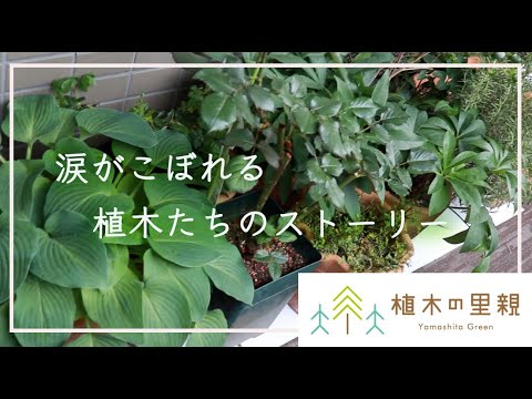 制作事例 植木の里親 やましたグリーン様 Youtube