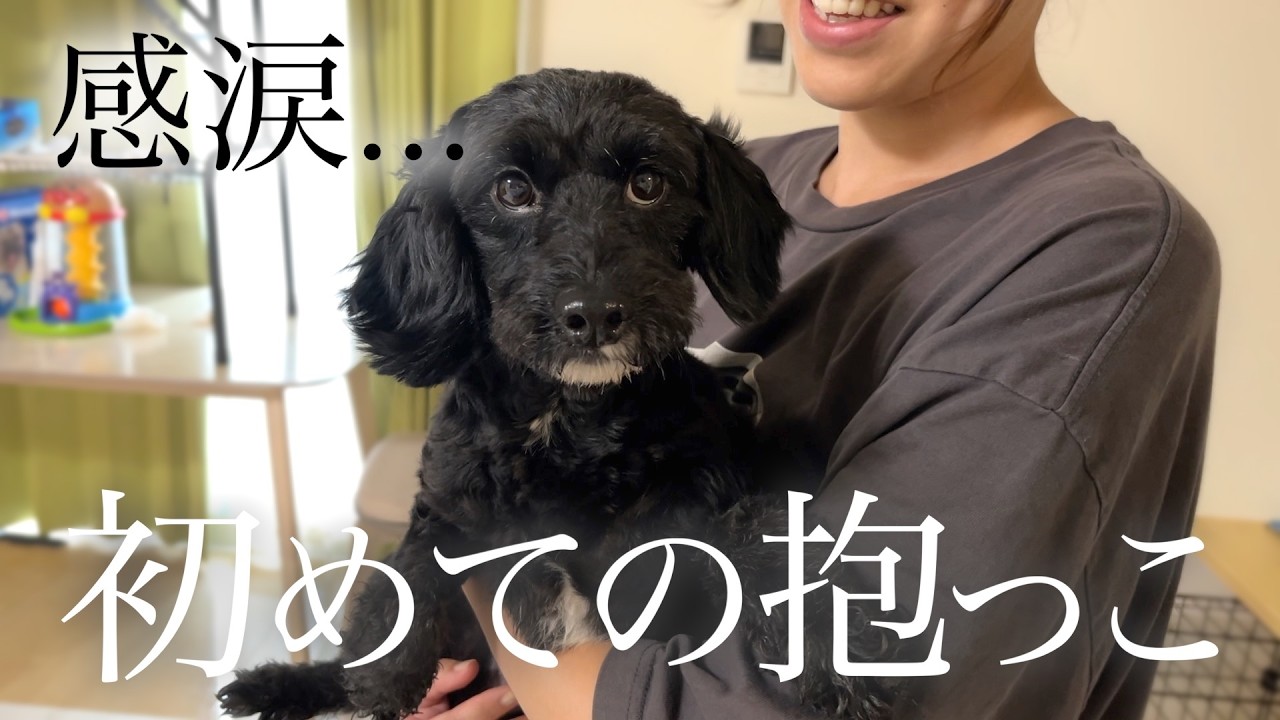 【感動の瞬間】初めて人の温もりに触れた保護犬に涙が止まりません。