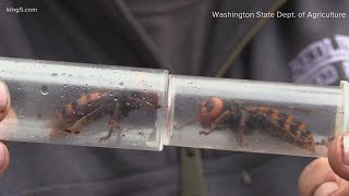 Nearly 200 queens found in Asian giant hornet nest removed in Whatcom County
