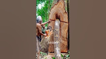I Cut down big trees every day cut down big trees in the forest #woodworking #chainsaw #lumberjack