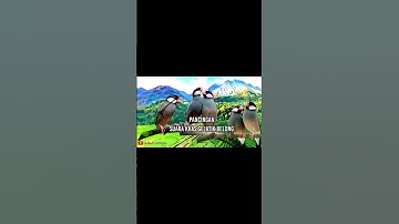 Thumbnail of Suara Khas Gelatik Belong Memanggil Rombongan #shortvideo #shots #kicauburung #gelatikgacor