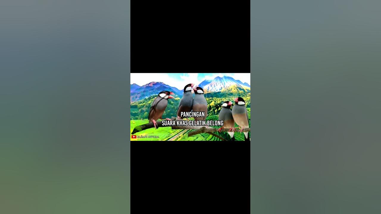 Suara Khas Gelatik Belong Memanggil Rombongan #shortvideo #shots #kicauburung #gelatikgacor