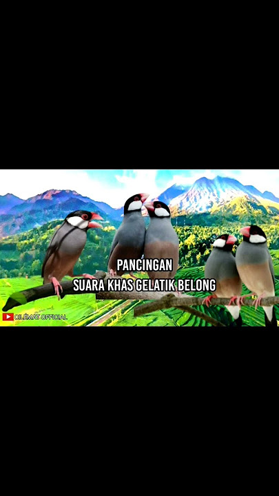 Suara Khas Gelatik Belong Memanggil Rombongan #shortvideo #shots #kicauburung #gelatikgacor