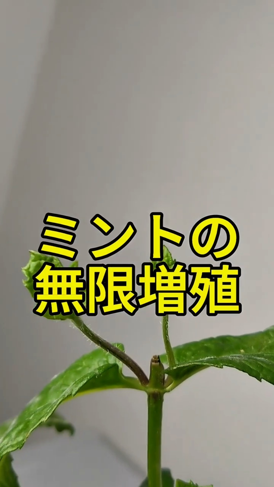 切れば切るほど増える！スペアミントの生命力が凄すぎた #水耕栽培