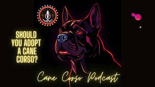 Should You Adopt a Cane Corso The Joy of Adoption Adopting a Cane Corso Dog