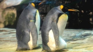 Schwules Pinguinpaar brütet Ei im Berliner Zoo aus