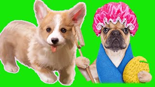 Try Not To Laugh Watching Funny Animals Compilation 3 | Funny Animal TV