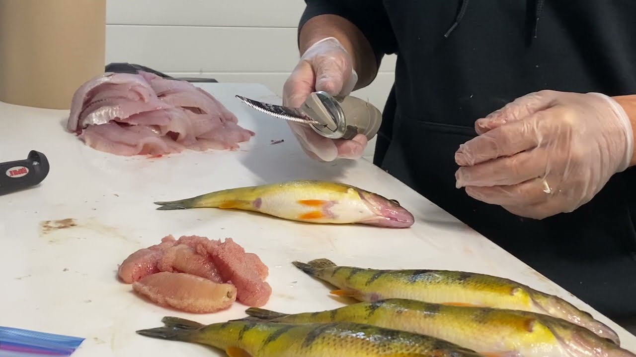 Cleaning Perch quickly and efficiently with the Rapala electric knife