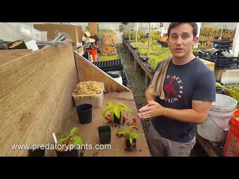 Video: Pitcher Plant Care - When Do I Repot A Pitcher Plant