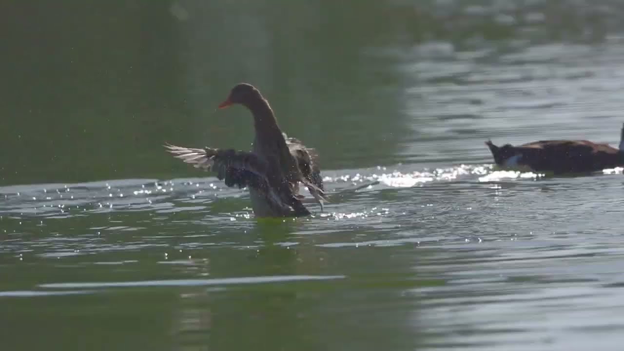 Mallard ducks mating