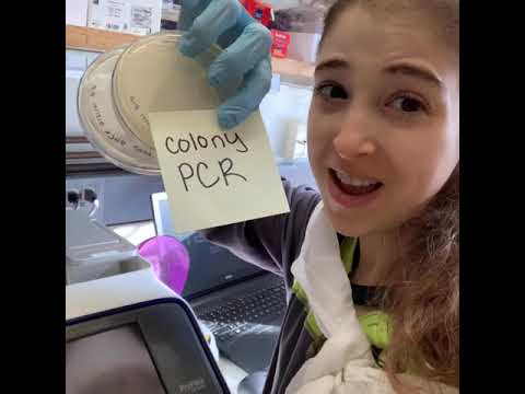 فيديو: لماذا من الضروري تنقية منتجات PCR قبل التسلسل؟