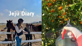 JEJU DIARY 🇰🇷🍊 Mandarine Picking, Horse Riding + Korean BBQ