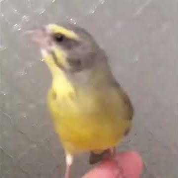 Mozambik betina birahi. chim Mozambican cái.موزمبيق أنثى,นกโมซัมบิกเพศเมีย