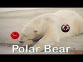 Polar Bears and Mage Math Quiz