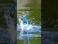 Unbelievable Kingfisher Catch 🐦 | Real Nature Action 😍#birds#trending#shortsfeed #viral#viral#nature