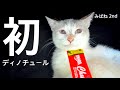 みぱね 2nd (初)人嫌いで人の手から食べたことの無いディノ・チュール食べるかな?・里親募集の難しさ・里親さん大募集。