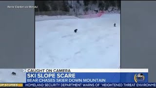 Bear chases skier down mountain in Romania | ABC News Resimi