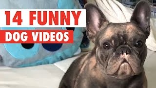 14 Funny Dogs Video Compilation 2017