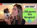 ¿Que hago? Mi perro no respira!! - Tips by Natalia Ospina