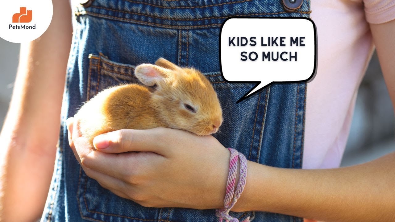 The Best Rabbit Breeds For Kids (Ideal For 2024) Pet Care Petsmond