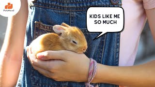 The Best Rabbit Breeds For Kids (Ideal For 2024) | Pet Care | Petsmond