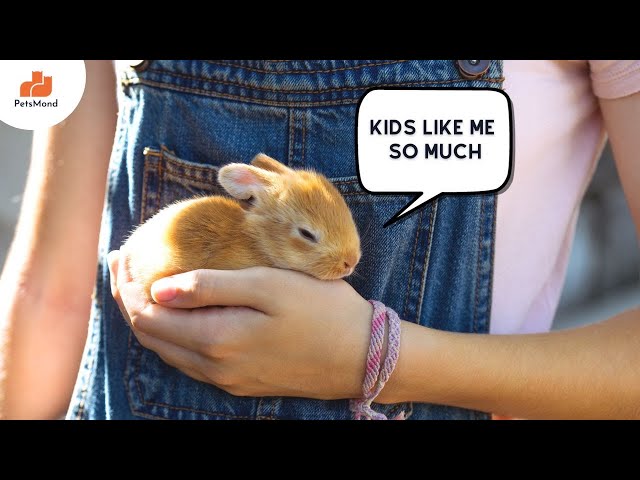 Best Rabbit for Kids: Top Breeds for Families