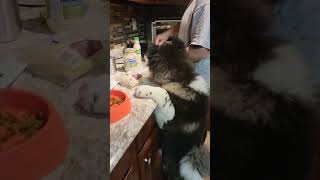 Akita Puppy Helps Make Lunch