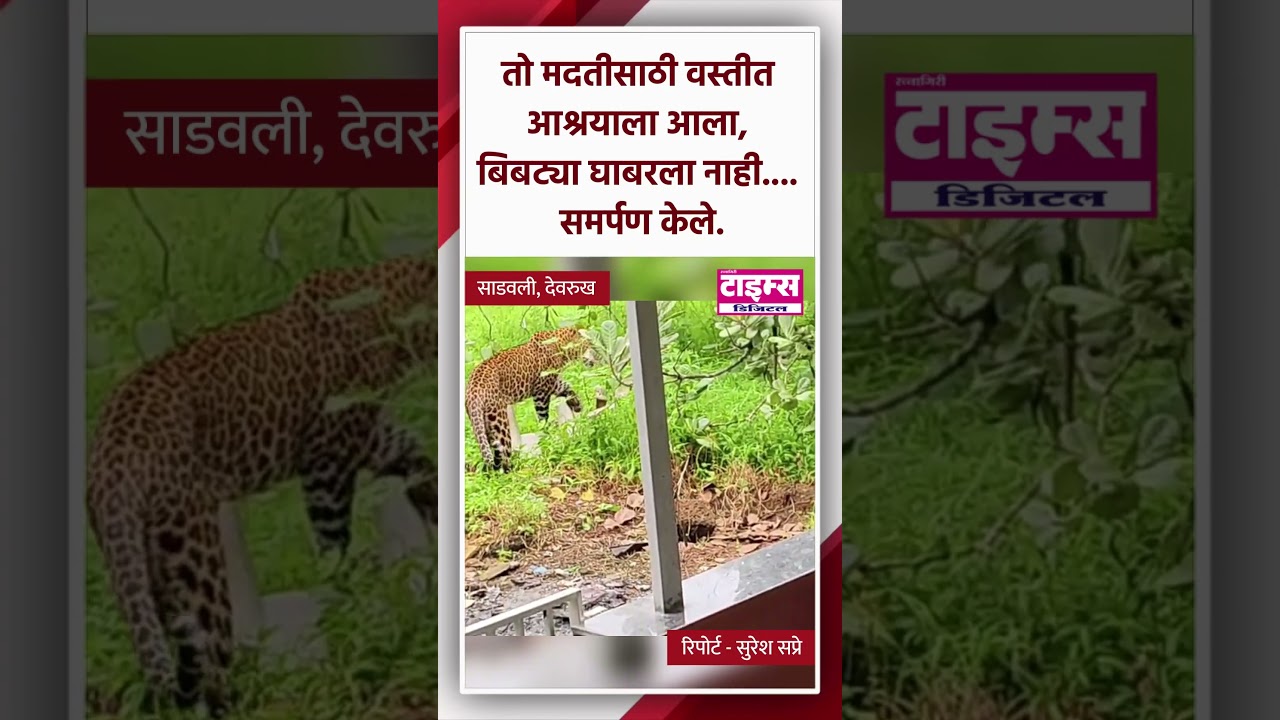 Devrukh | तो मदतीसाठी वस्तीत आश्रयाला आला, बिबट्या घाबरला नाही... समर्पण केले