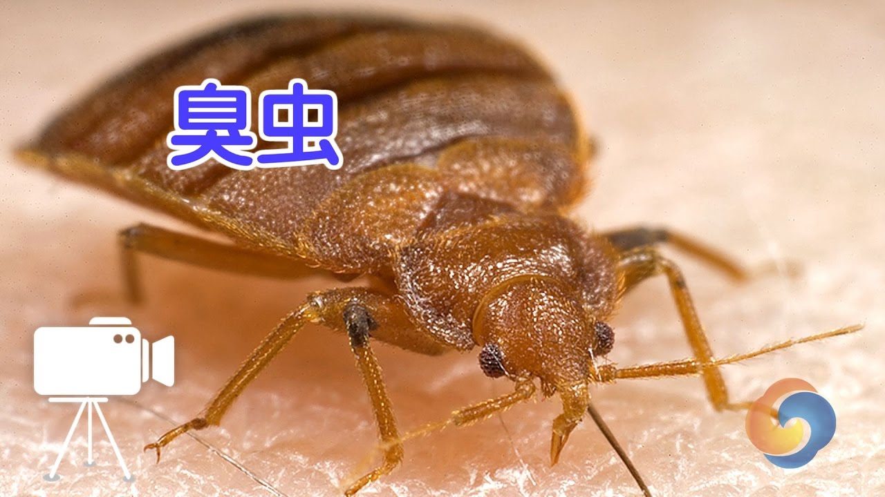 如何快速判断家里是否有臭虫 Bedbug Youtube