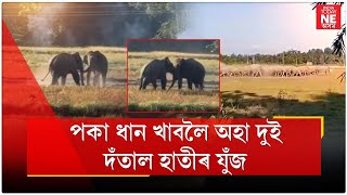 পকা ধান খাবলৈ অহা দুই দঁতাল হাতীৰ যুঁজ।