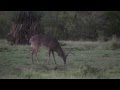 Whitetail deer  the big d ranch