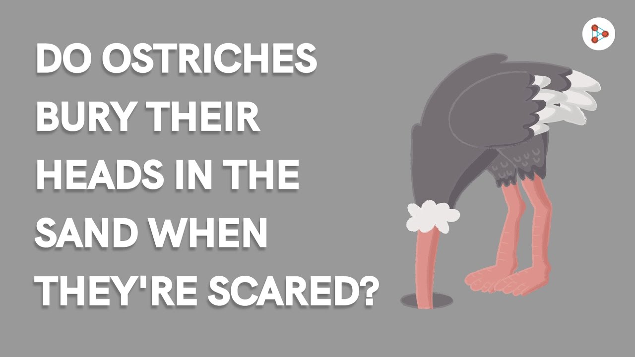 Do ostriches bury their heads in the sand when they're scared? | Don't  Memorise #Shorts - YouTube