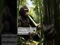 O Gigantopithecus foi o maior primata que já existiu, cerca de 2 milhões e 300 mil anos atrás.