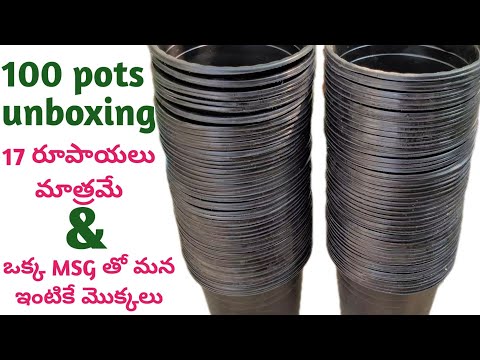 gardening pots and plants online shopping | Buy plants online | plant pots online