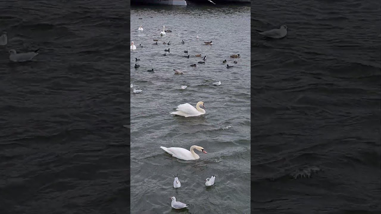Stockholm 🇸🇪(Strömbron).Swans, ducks and birds.Thụy Điển.