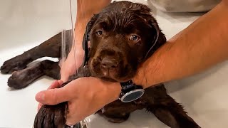 Puppy Gets Her Last Bath Before Going Home!! by Life With Labradors 12,474 views 6 months ago 8 minutes, 50 seconds