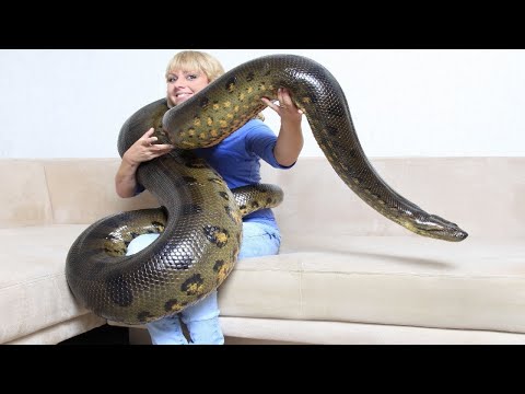 When Anacondas Attack