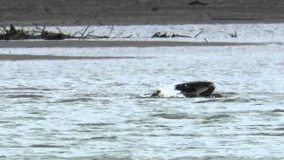 コウノトリ(J0057)の水浴び