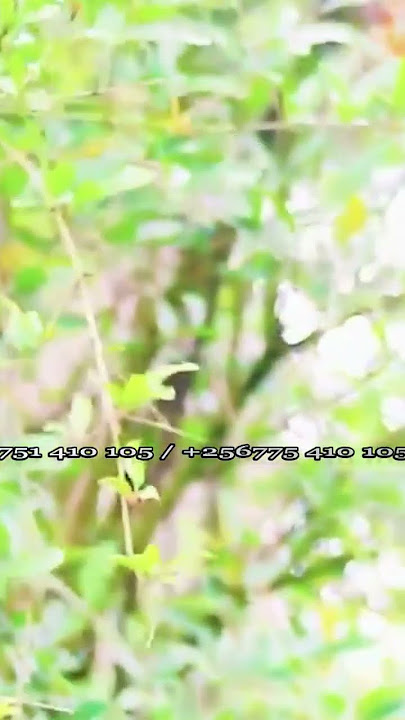 Obudde nga buyita #jonathannelson #bishop #viral #vevo #fypage #foryou #youtubeshorts
