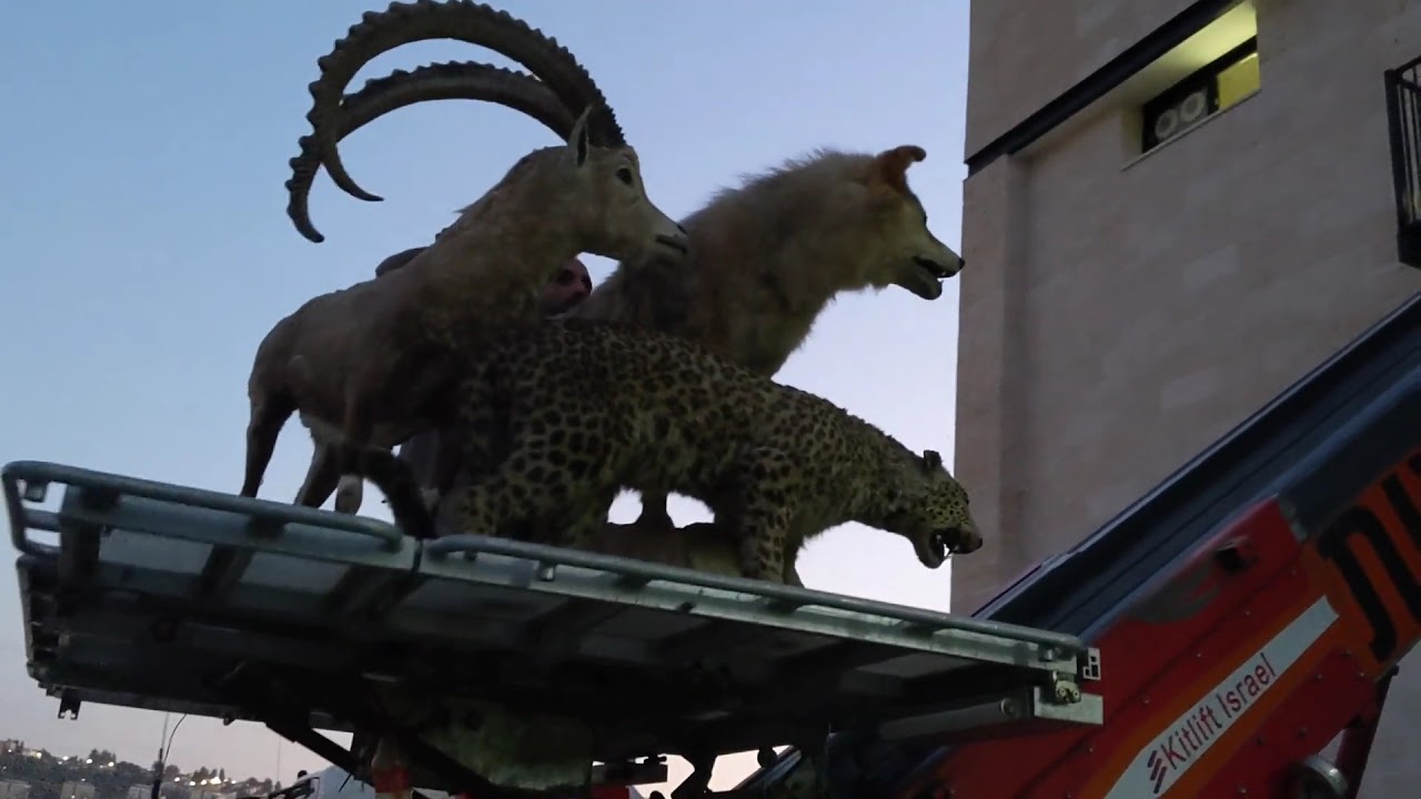 The Animals Enter The New Museum Building