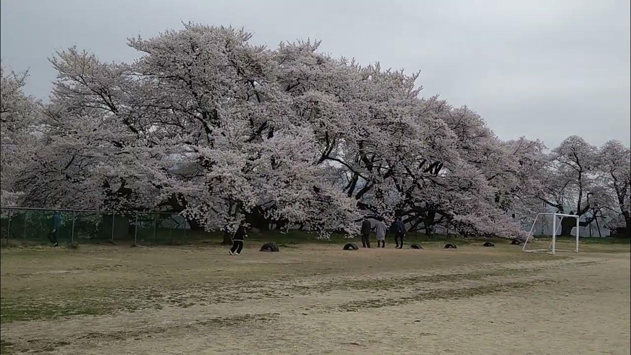 高森南小学校の桜2023 Cherry Blossoms in Takamori Minami Elementary School YouTube