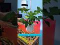 Grow Plants and Isolate Fish | Trồng Cây Và Cách Ly Cá #aquarium #fishkeepinghobby #tools