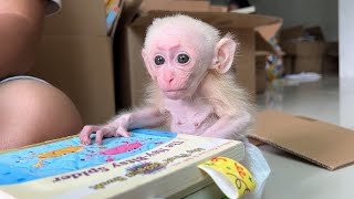 Baby monkey wants to help parents work by Home Pet 486 views 11 months ago 4 minutes, 52 seconds