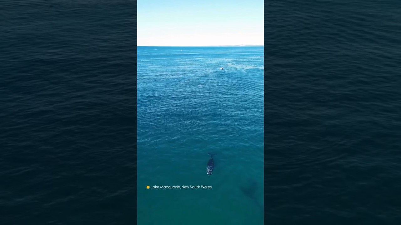 This Whale Just Swam Right Past the Beach 😱🐋🇦🇺#shorts#australia#seaus#ocean#travel#surf#beach#nature