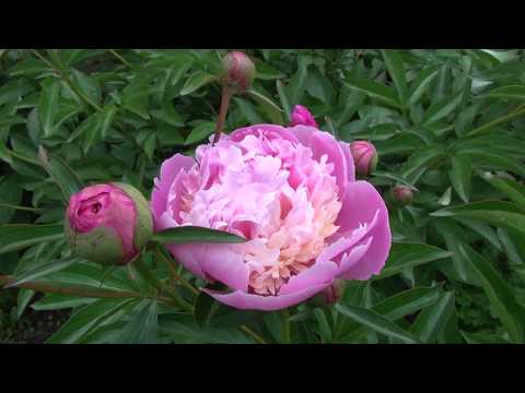 Vídeo: Tipus I Varietats De Peonies (61 Fotos): Descripció De Les Peonies 