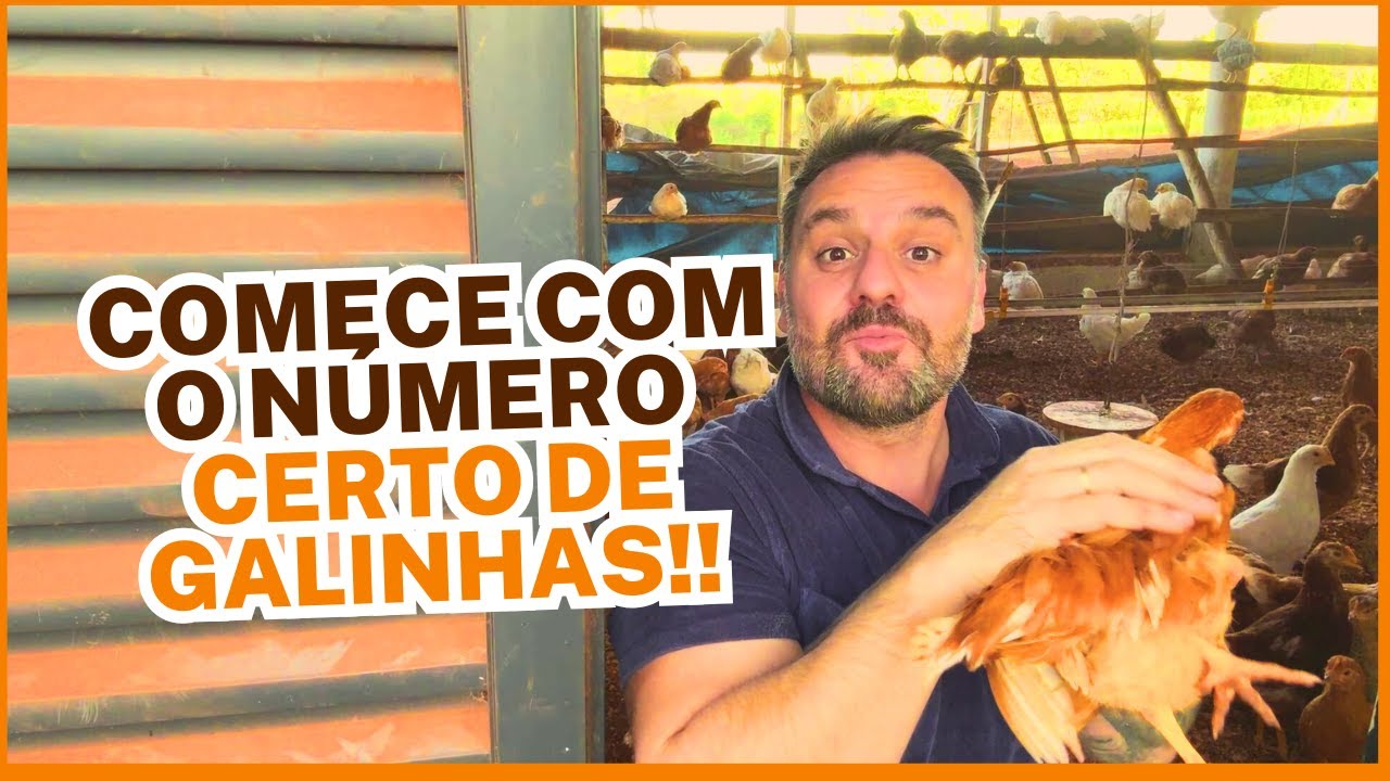 Criação de Galinhas Poedeiras Caipiras: Comece com a Quantidade Certa!