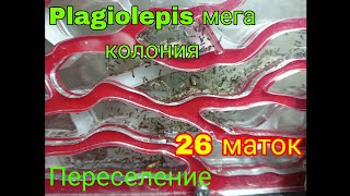 Plagiolepis переселение мега колонии из 26 маток в формикарий с AliExpress AntGart